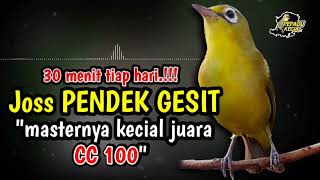 Ciak Ciak Kecial Kuning Joss PENDEK GESIT Ampuh Masternya Kecial Kuning JUARA Cc 100.!!!