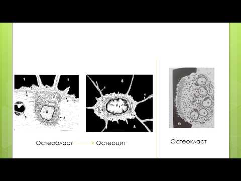 Видео: Разлика между остеобластите и остеоцитите