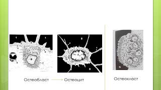 Костная ткань  Остеобласт