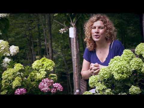 Vidéo: Variétés d'hortensias nains : Types populaires d'arbustes d'hortensias nains