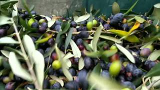 Raccolta olive 2015