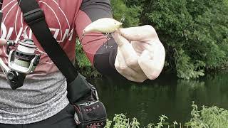 Quantum Drive reel & Quantum Detector- The best UL set up