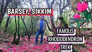 FAMOUS RHODODENDRON TREK IN INDIA | BARSEY | SIKKIM | Ben Hakmao |