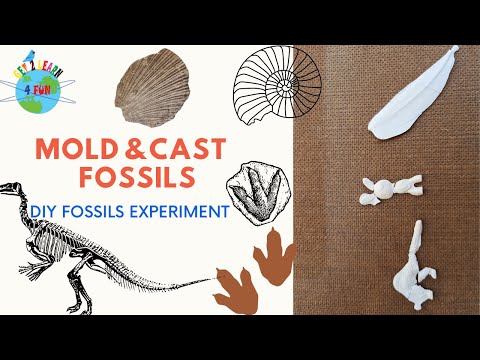 DIY Mold Fossil