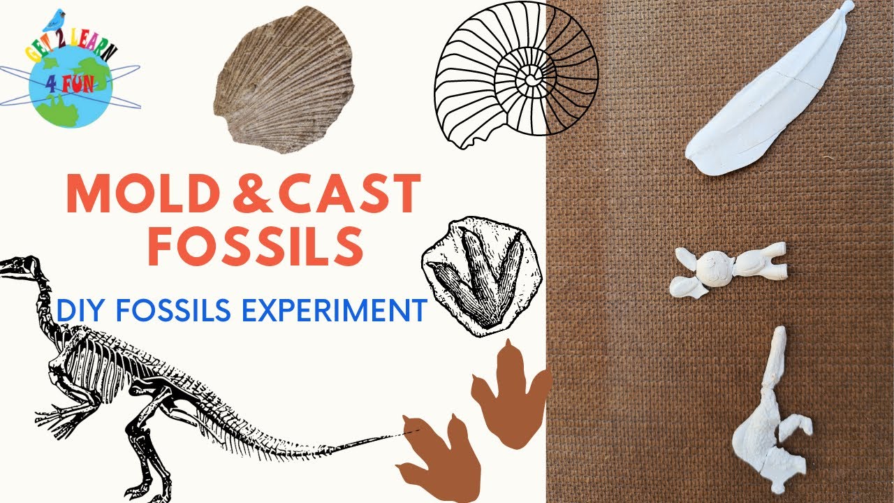 DIY Mold Fossil and Cast Fossil Science Experiment | Understanding of  Fossils - YouTube