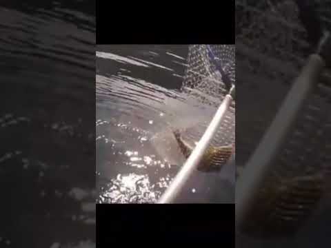 【釣り】Super Mega Fish　超巨大ホッケ　　#shorts