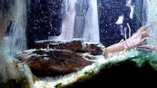 Feed the Yabby.AVI
