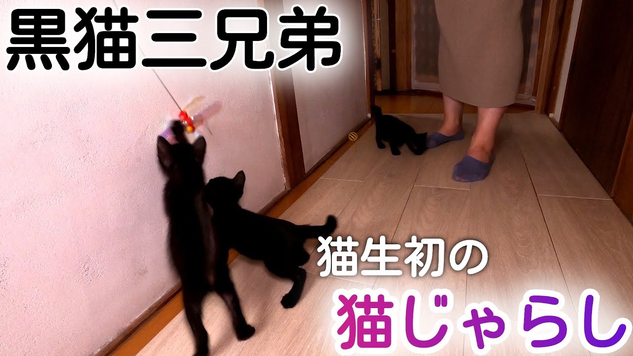 元気になりました】黒猫三兄弟きっと猫生初の猫じゃらしです！ - YouTube