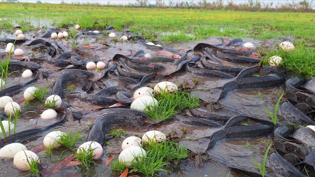 Pav Fishing! Catch fish in the meadow and collect lots of eggs.