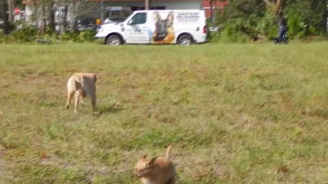 PAGER COLLAR Haptics