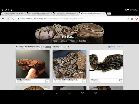 How to safley buy reptiles online - YouTube