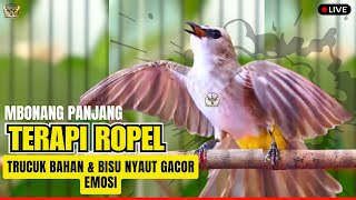 Download Lagu 🛑TRUCUKAN GACOR ROPEL PANJANG‼️Pancingan Ampuh Untuk isian Burung Trucuk Bahan Cepat NYAUT EMOSI MP3 Download Lagu 🛑TRUCUKAN GACOR ROPEL PANJANG‼️Pancingan Ampuh Untuk isian Burung Trucuk Bahan Cepat NYAUT EMOSI MP3
