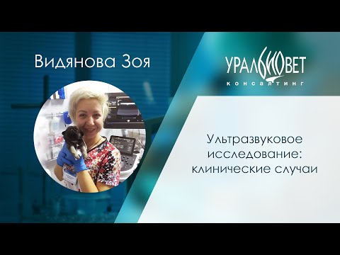 Вопрос: Как кошки реагируют на яркие предметы?