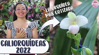 EXPOSICIÓN CON LOS MÁS EXPERTOS EN ORQUÍDEAS: 21 años para que sacara esta flor │Candy Bu