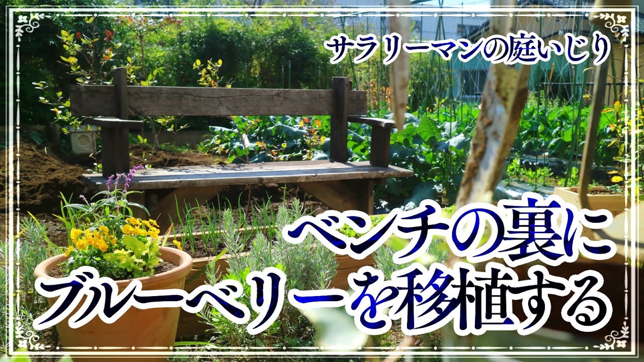 ガーデニング ポタジェガーデン化計画 ブルーベリーを日当たりの良いベンチ裏に移植 ルッコラ間引き サツマイモの収穫 21年10月下旬 Youtube