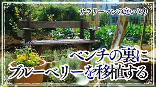 ガーデニング | ポタジェガーデン化計画 | ブルーベリーを日当たりの良いベンチ裏に移植 | ルッコラ間引き | サツマイモの収穫 | 2021年10月下旬