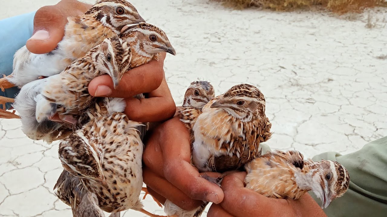 pishal mean Bater ka shikar 2023