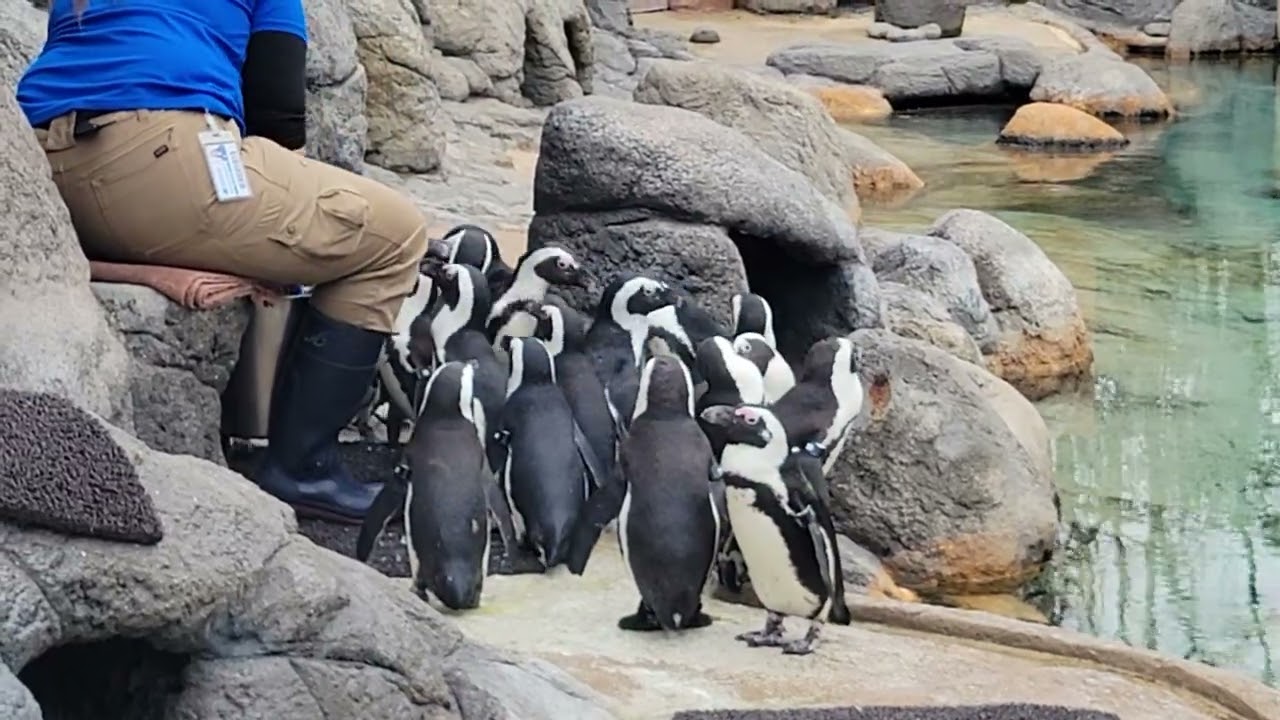 Penguins 🐧 🐧 🐧 