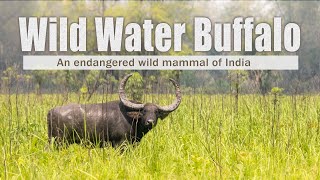 Wild water buffalo - endangered species India - Manas National park
