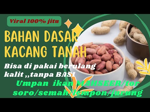 88dragon x GGCUAN - Membuat umpan mahseer dari kacang tanah super gacor persi TUKANG MANCING