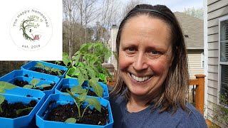 Sneak peek garden tour, and transplanting seedlings