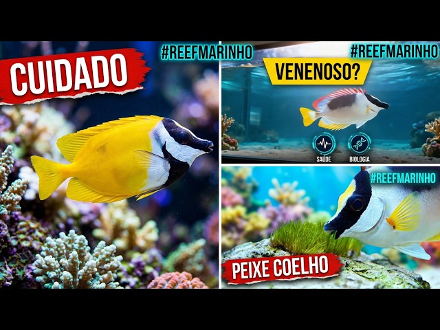 Everything You Need to Know About the Foxface Rabbitfish - YouTube