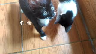 Black Family Introducing