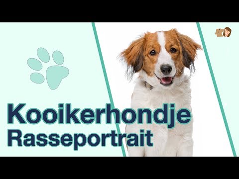 Video: Nederlandse Kooikerhondje Hundras Allergivänliga, Hälsa Och Livslängd