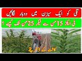 Sesame Till Farming Best Method Of Cultivation Advanced Farming Techniques تلی کی کاشت Sesame Till Farming Best Method Of Cultivation Advanced Farming Techniques تلی کی کاشت