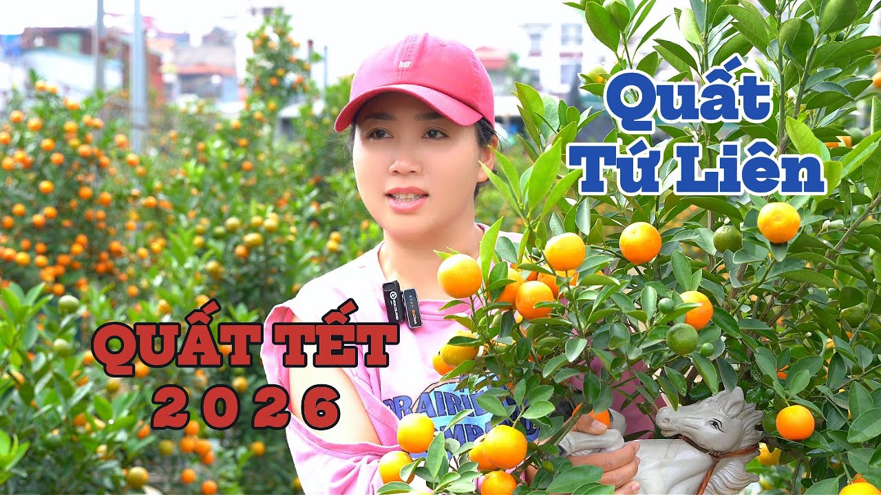 QUẤT TẾT 2026 : QUẤT Tứ Liên GIÁ cả HỢP LÝ của chị gái XINH XẮN