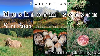 Swiss Steinpilze fungo Champignon เห็ดผึ้ง​สวิส​ Boletuses  September 2022 by Neroli swiss diary 115 views 1 year ago 10 minutes, 29 seconds