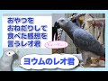 【ヨウムのレオ君】おやつをおねだりして食べた感想を言うレオ君