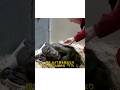 【涙腺崩壊】死を待っていた59歳のチンパンジー、友の顔を見て…