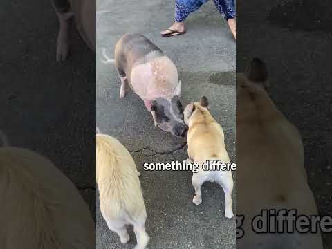 Dog plays with