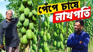 পুকুর পাড়ে বাণিজ্যিক ভাবে পেঁপে চাষ - বছরে লাভ ১৫ লক্ষ টাকা | পেঁপে চাষ পদ্ধতি | Papaya Farming