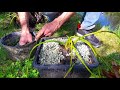 Tutorial - Come piantare le ninfee nel laghetto