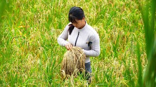How To Harvest Upland Sticky Rice, Bring Upland Rice Go To Market Sell - New Free Bushcraft