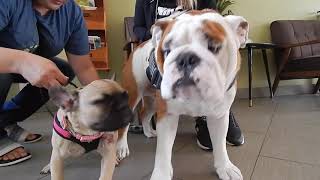 Bully HorsePlay between a pup and a senior bulldog at Dr. Kraemer Vet4Bulldog Bully Specialist