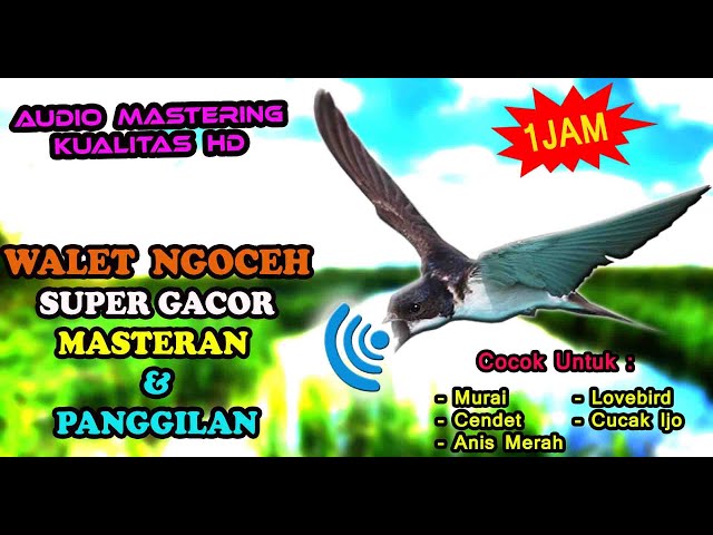 SUARA WALET GACOR - MASTERAN WALET UNTUK CENDET, CUCAK IJO, MURAI BATU DAN LOVEBIRD class=