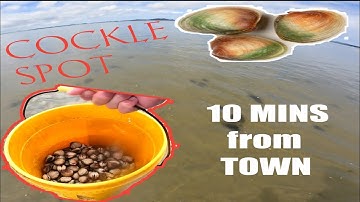 How to get cockle near Invercargill, New Zealand