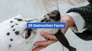 25 dalmatian dog facts