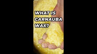 What is Carnauba Wax? #FAQfridays #shorts #viral #trending