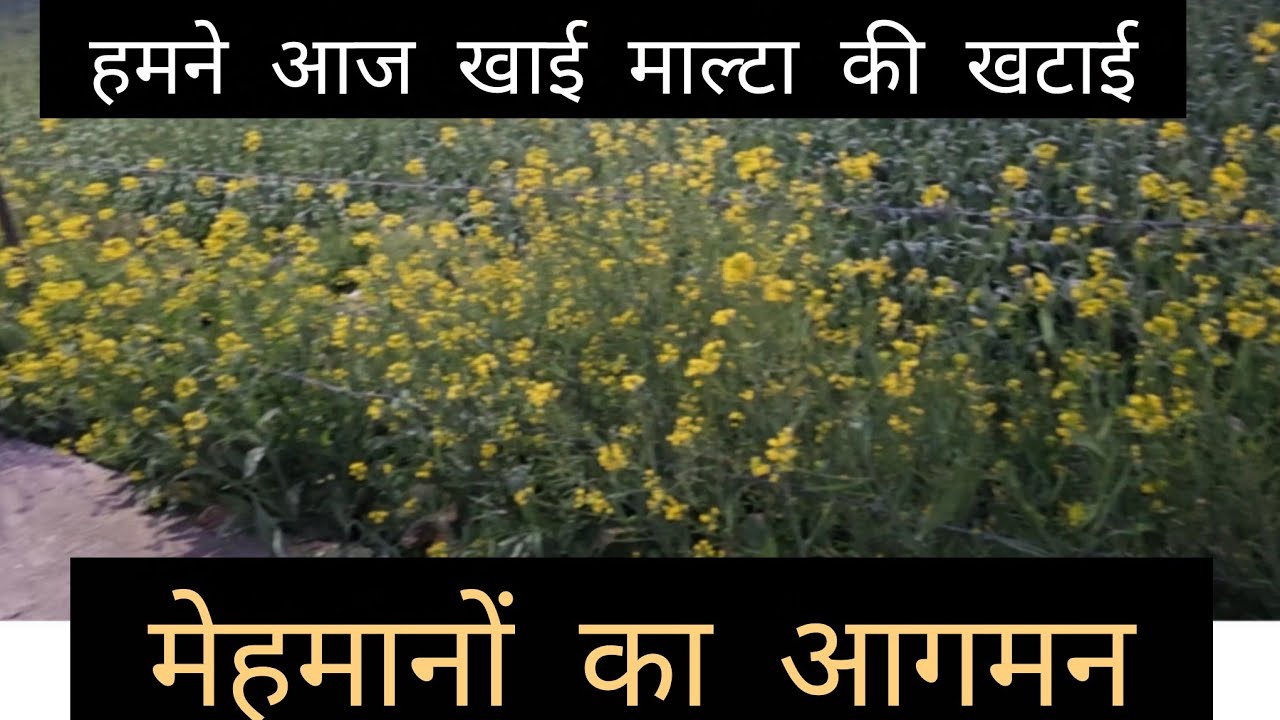 आज खाई, हमने गांव के माल्टा की खटाई।। और अचानक से मेहमानों का आगमन।।