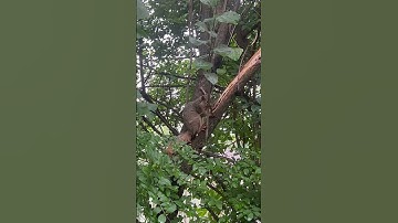 Tree Bark Stripping Squirrel #squirrel