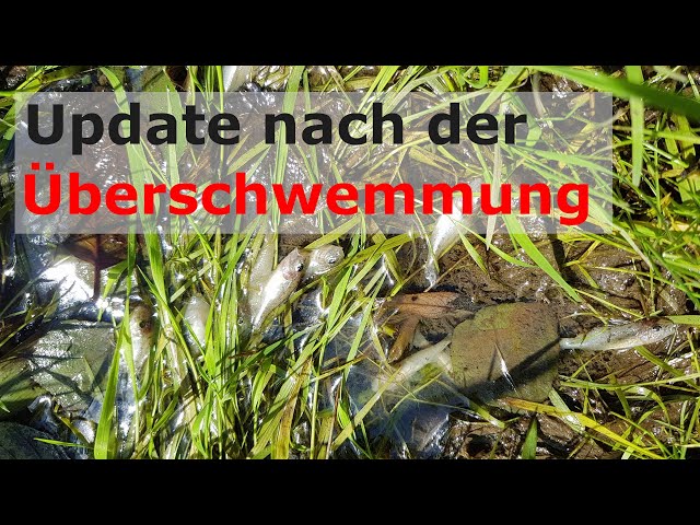 Vlog Streuobstwiese - Update zur Überschwemmung 2021