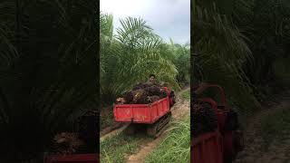 Download Lagu Suara stater 1,5ton MP3 Download Lagu Suara stater 1,5ton MP3