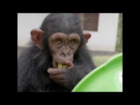 New Arrival at JGI's Tchimpounga Chimpanzee Sanctuary: Little George