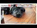 犯人検挙に活躍した警察犬「オト」のセカンドライフ かつての“相棒”と新生活