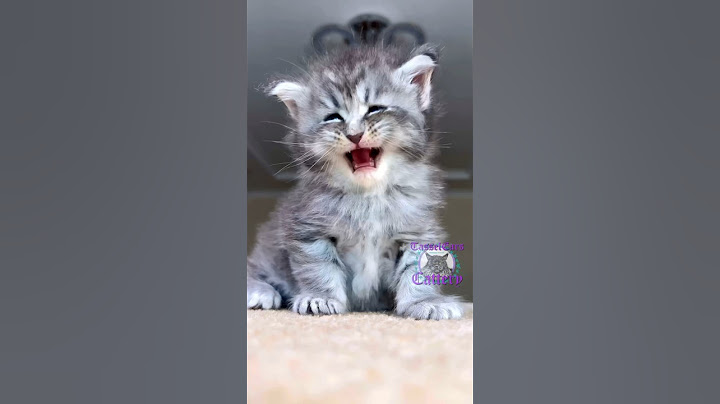 🥰Aww! Isn't she a cutie?🥰 #catsofinstagram #mainecoon #catsoftiktok #cuteanimals #cutecat