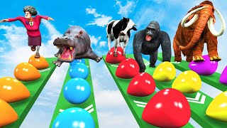 Balloon Pop Race Game With Gorilla Cow Mammoth Elephant Dinosaur Hippo Max Level Squeeze With Cow